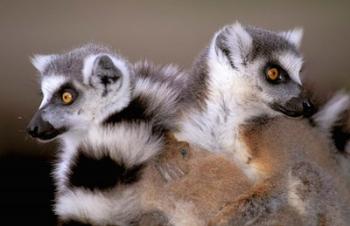 Ring-tailed Lemurs, Berenty Private Reserve, Madagascar | Obraz na stenu