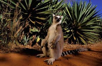 Madagascar, Berenty Private Reserve. Ring-tailed Lemur | Obraz na stenu