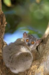 Madagascar, Berenty Reserve, Whitefooted sportive lemur | Obraz na stenu