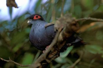 Madagascar, Ranamafana, blue pigeon, bird | Obraz na stenu