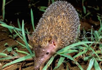 Madagascar, Ankarana, Greater Hedgehog tenrec wildlife | Obraz na stenu