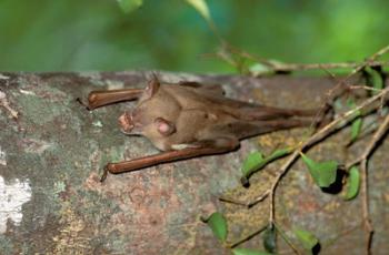 Madagascar, Commerson's leaf-nosed bat wildlife | Obraz na stenu