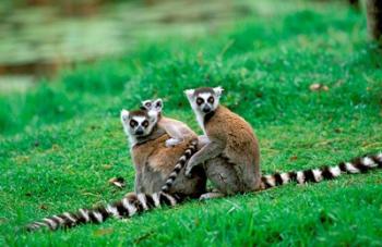 Madagascar, Antananarivo, Ring-tailed lemur, primate | Obraz na stenu