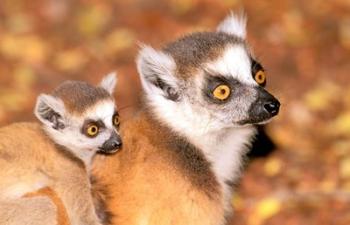 Madagascar, Berenty Reserve, Ring-tailed lemur primates | Obraz na stenu