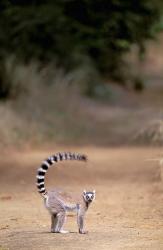 Ring-tailed Lemur, Berenty Reserve, Madagascar | Obraz na stenu