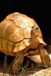 Plough-share Tortoise, Ampijeroa Forest Station, Madagascar | Obraz na stenu