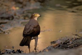 Madagascar, Eastern dry forest. Henst's Goshawk bird | Obraz na stenu