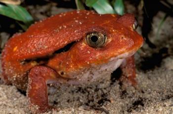 Africa, Madagascar. Tomato frog (Dyscophus antongili) | Obraz na stenu