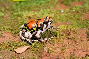 Africa, Madagascar, Isalo. Terrible frog | Obraz na stenu