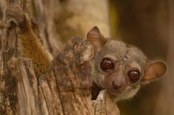 Milne-Edwards sifaka primate, Ankarafantsika, Madagascar | Obraz na stenu