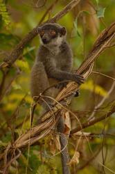 Mongoose lemur wildlife, Ankarafantsika, MADAGASCAR | Obraz na stenu