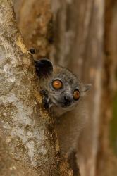 White-footed sportive lemur, Berenty Reserve, MADAGASCAR | Obraz na stenu