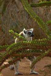 Ring-tailed lemur wildlife, Berenty Reserve, MADAGASCAR | Obraz na stenu