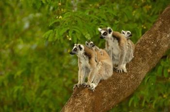 Ring-tailed lemurs, primates, Berenty Reserve MADAGASCAR | Obraz na stenu