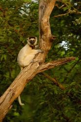 Verreaux's sifaka primate, Berenty Reserve, MADAGASCAR | Obraz na stenu