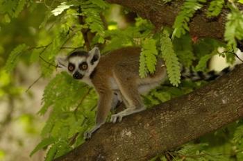 Ring-tailed lemur, Beza mahafaly reserve, MADAGASCAR | Obraz na stenu