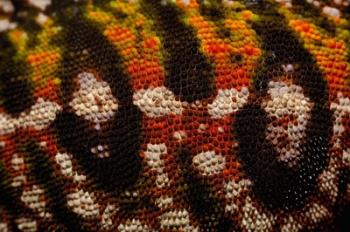 Jewel chameleon skin, lizard, MADAGASCAR | Obraz na stenu