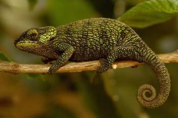 True Chameleon, Lizard, Madagascar, Africa | Obraz na stenu