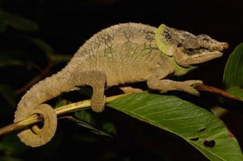 Green-eared Chameleon lizard, Madagascar, Africa | Obraz na stenu