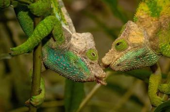 Oshaughnessyi Chameleon lizard, Madagascar, Africa | Obraz na stenu