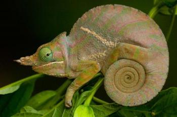 Baudrier's Chameleon, Lizard, Madagascar, Africa | Obraz na stenu