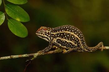 Campan's chameleon lizard, Madagascar | Obraz na stenu