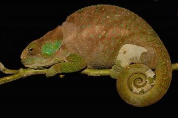 Hilleniusi chameleon lizard, MADAGASCAR | Obraz na stenu