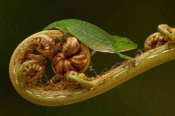 Short-nosed Chameleon lizard Madagascar, Africa | Obraz na stenu