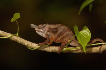 Lesser chameleon lizard, crop fields. MADAGASCAR | Obraz na stenu