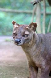 Carnivore in Madagascar, related to a mongoose | Obraz na stenu