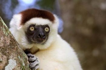 Male Verreaux's Sifaka at the Nahampoana Reserve | Obraz na stenu