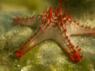 Red Knobbed Starfish, Madagascar, Africa | Obraz na stenu