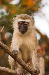 Africa; Malawi; Lengwe National Park; Vervet monkey | Obraz na stenu