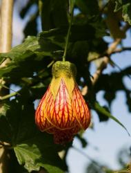 Africa; Malawi; Zomba; Flower at Zomba Mountain Lodge | Obraz na stenu