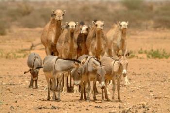 Mauritania, Adrar, Camels and donkeys going to the well | Obraz na stenu