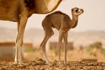 Mauritania, Guelb Jmel, Little dromedary at the well | Obraz na stenu