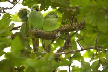 Mauritius, Black River Gorges, Parakeet tropical bird | Obraz na stenu