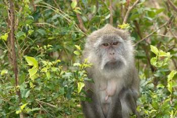 Mauritius, Grand Bassin, Macaque monkey, Hindu site | Obraz na stenu