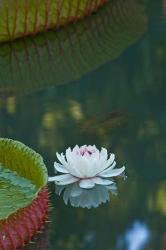 Water lily flowers, Mauritius | Obraz na stenu