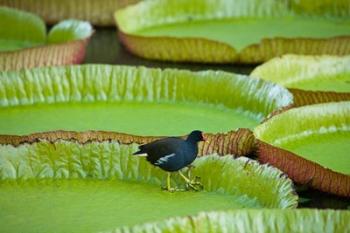 Bird on a water lily leaf, Mauritius | Obraz na stenu