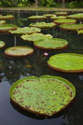 Mauritius, Botanical Garden, Giant Water Lily flowers | Obraz na stenu