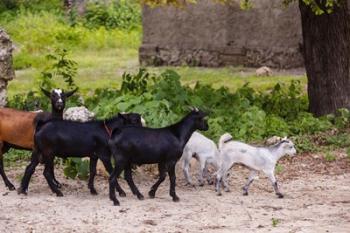 Africa, Mozambique, Ibo Island, Quirimbas NP. Goats running down path. | Obraz na stenu