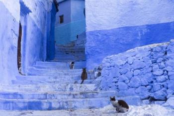Cats in an Alley, Chefchaouen, Morocco | Obraz na stenu