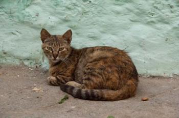 Morocco, Tetouan, Medina of TEtouan, Alley cat | Obraz na stenu