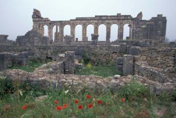 Red Poppies near Basilica in Ancient Roman City, Morocco | Obraz na stenu