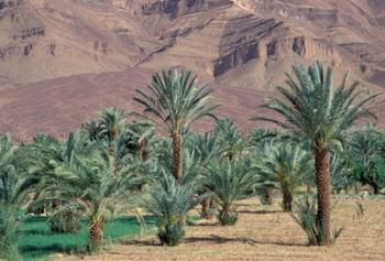 Palmery Below Mountains, Morocco | Obraz na stenu