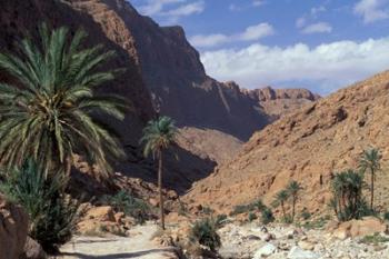 Palm Trees and Creekbed Below Limestone Cliffs, Morocco | Obraz na stenu
