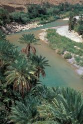 Lush Palms Line the Banks of the Oued (River) Ziz, Morocco | Obraz na stenu
