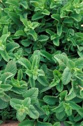 Mint Leaves for Brewing Traditional Tea, Morocco | Obraz na stenu