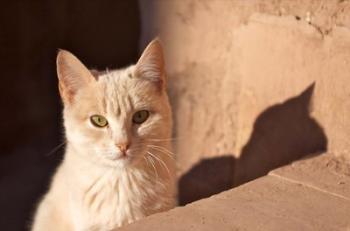 Cat inside kasbah de Taourirt; same clay color! | Obraz na stenu